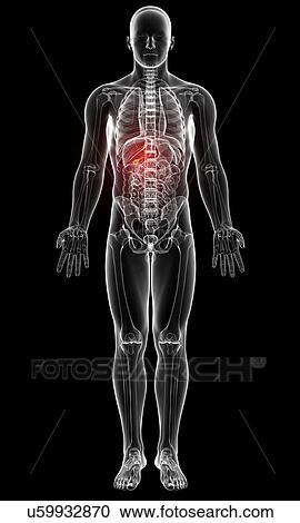 Male anatomy, artwork View Large Illustration Clipart - Male anatomy, artwork. Fotosearch