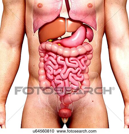 Male anatomy, artwork View Large Illustration Clipart - Male anatomy, artwork. Fotosearch