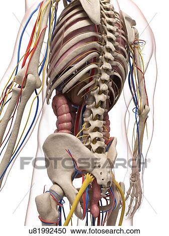 Clipart - Male anatomy, artwork. Fotosearch