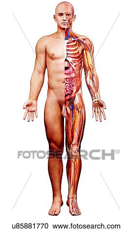 Male anatomy, artwork View Large Illustration Clipart - Male anatomy, artwork. Fotosearch