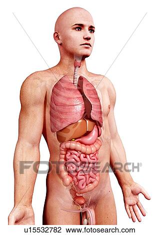Drawing - Male anatomy, artwork. Fotosearch
