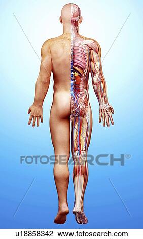 Male anatomy, artwork View Large Illustration Drawing - Male anatomy, artwork. Fotosearch