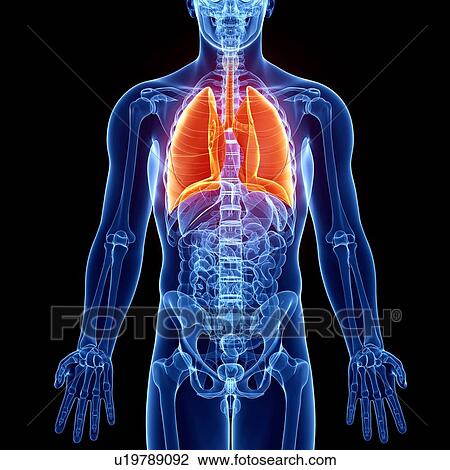 Male anatomy, artwork View Large Illustration Drawing - Male anatomy, artwork. Fotosearch