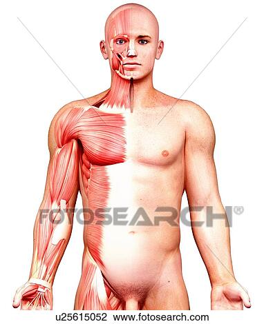 Drawing - Male anatomy, artwork. Fotosearch