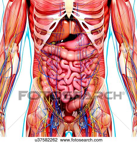 Drawing - Male anatomy, artwork. Fotosearch