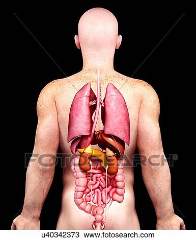 Male anatomy, artwork View Large Illustration Drawing - Male anatomy, artwork. Fotosearch