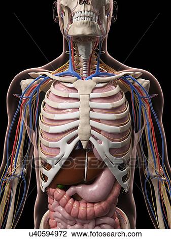 Drawing - Male anatomy, artwork. Fotosearch