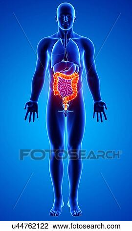Drawing - Male anatomy, artwork. Fotosearch