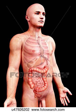Drawing - Male anatomy, artwork. Fotosearch