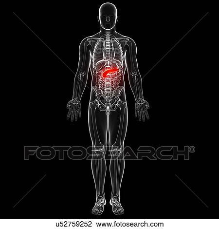 Male anatomy, artwork View Large Illustration Drawing - Male anatomy, artwork. Fotosearch