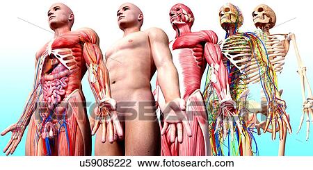 Drawing - Male anatomy, artwork. Fotosearch