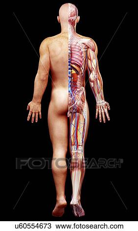 Male anatomy, artwork View Large Illustration Drawing - Male anatomy, artwork. Fotosearch