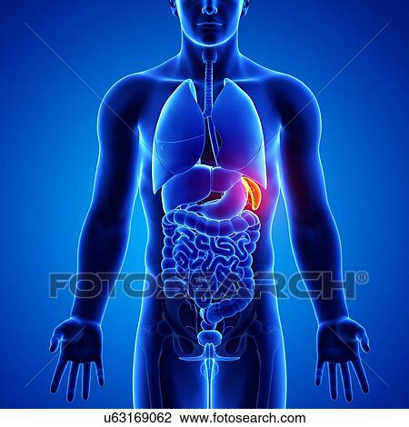 Drawing - Male anatomy, artwork. Fotosearch