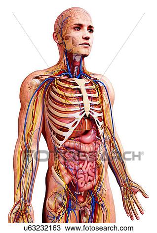 Drawing - Male anatomy, artwork. Fotosearch