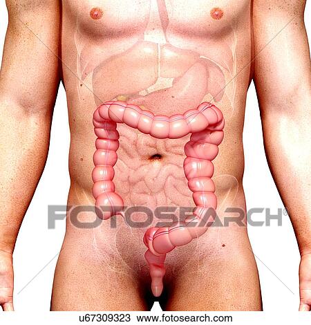 Drawing - Male anatomy, artwork. Fotosearch