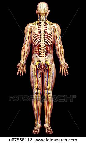 Drawing - Male anatomy, artwork. Fotosearch