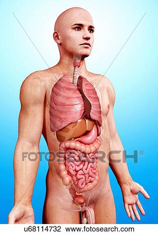 Drawing - Male anatomy, artwork. Fotosearch