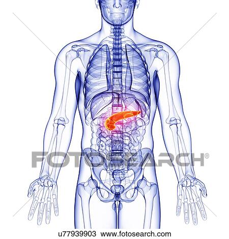 Male anatomy, artwork View Large Illustration Drawing - Male anatomy, artwork. Fotosearch