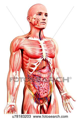 Drawing - Male anatomy, artwork. Fotosearch