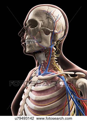 Drawing - Male anatomy, artwork. Fotosearch