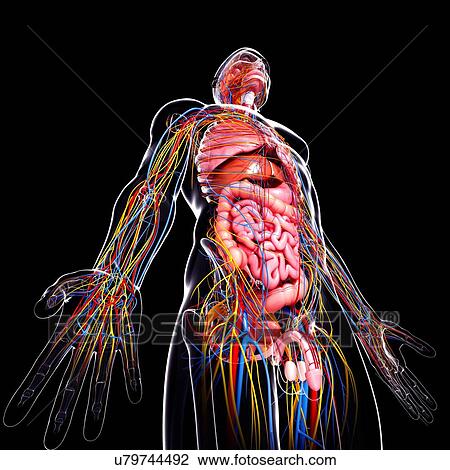 Male anatomy, artwork View Large Illustration Drawing - Male anatomy, artwork. Fotosearch