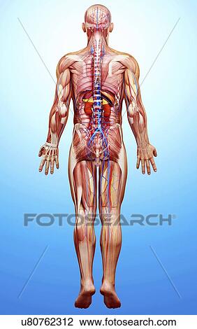 Male anatomy, artwork View Large Illustration Drawing - Male anatomy, artwork. Fotosearch