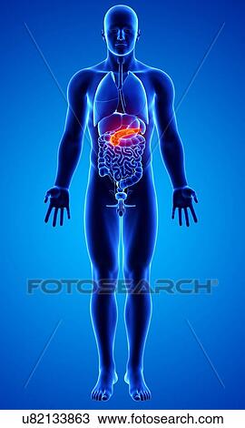 Male anatomy, artwork View Large Illustration Drawing - Male anatomy, artwork. Fotosearch