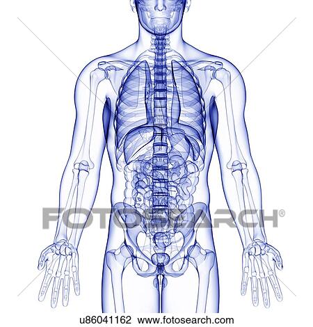 Male anatomy, artwork View Large Illustration Drawing - Male anatomy, artwork. Fotosearch