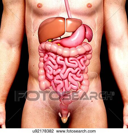 Male anatomy, artwork View Large Illustration Drawing - Male anatomy, artwork. Fotosearch