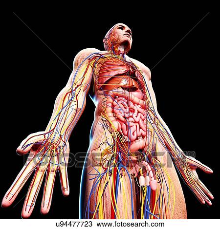 Male anatomy, artwork View Large Illustration Drawing - Male anatomy, artwork. Fotosearch