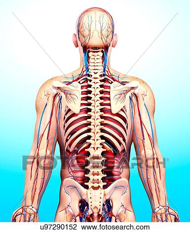 Drawing - Male anatomy, artwork. Fotosearch