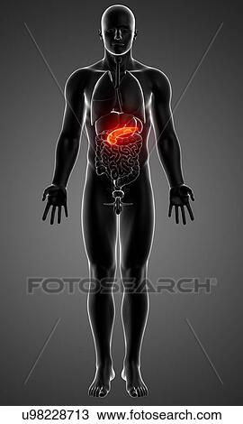 Male anatomy, artwork View Large Illustration Drawing - Male anatomy, artwork. Fotosearch