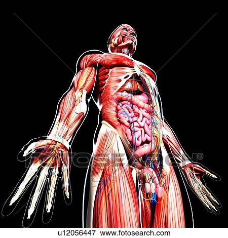 Stock Illustration - Male anatomy, artwork. Fotosearch