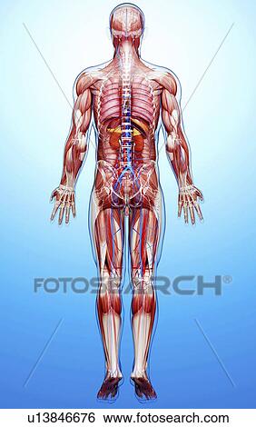 Male anatomy, artwork View Large Illustration Stock Illustration - Male anatomy, artwork. Fotosearch