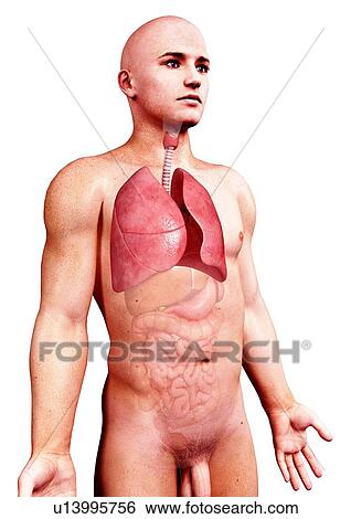 Stock Illustration - Male anatomy, artwork. Fotosearch