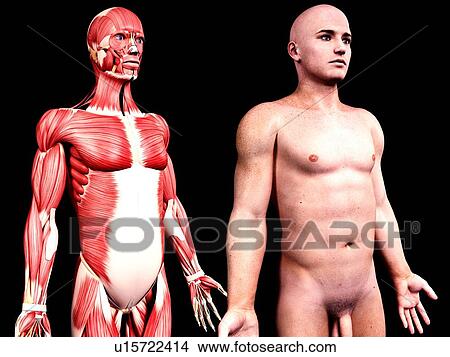 Male anatomy, artwork View Large Illustration Stock Illustration - Male anatomy, artwork. Fotosearch