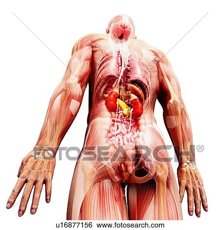 Male anatomy, artwork View Large Illustration Stock Illustration - Male anatomy, artwork. Fotosearch