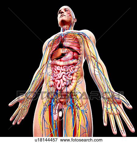 Stock Illustration - Male anatomy, artwork. Fotosearch
