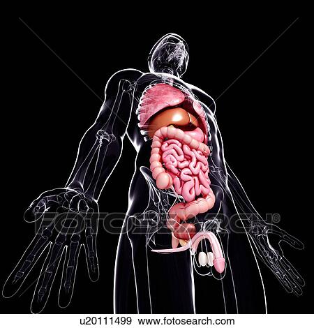 Stock Illustration - Male anatomy, artwork. Fotosearch