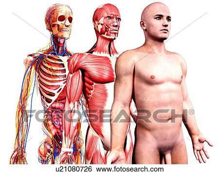 Stock Illustration - Male anatomy, artwork. Fotosearch
