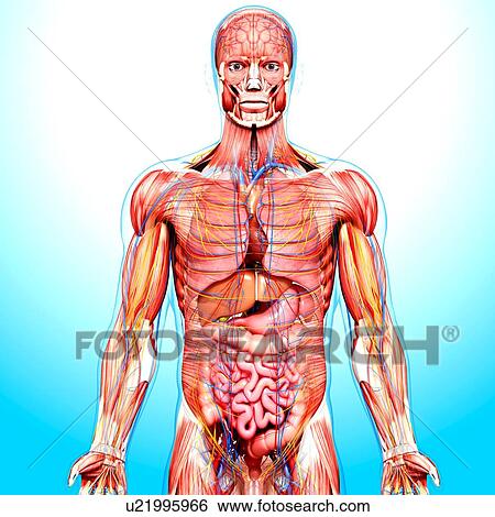 Stock Illustration - Male anatomy, artwork. Fotosearch