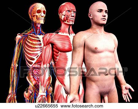 Male anatomy, artwork View Large Illustration Stock Illustration - Male anatomy, artwork. Fotosearch