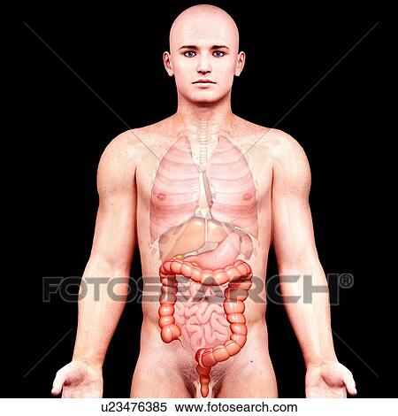 Stock Illustration - Male anatomy, artwork. Fotosearch