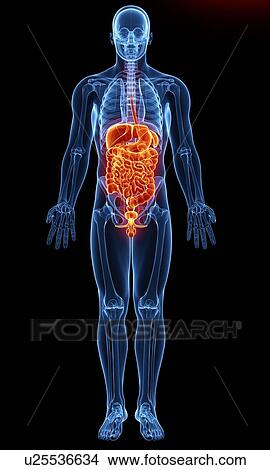 Stock Illustration - Male anatomy, artwork. Fotosearch
