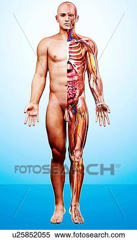 Stock Illustration - Male anatomy, artwork. Fotosearch
