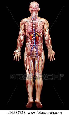 Stock Illustration - Male anatomy, artwork. Fotosearch