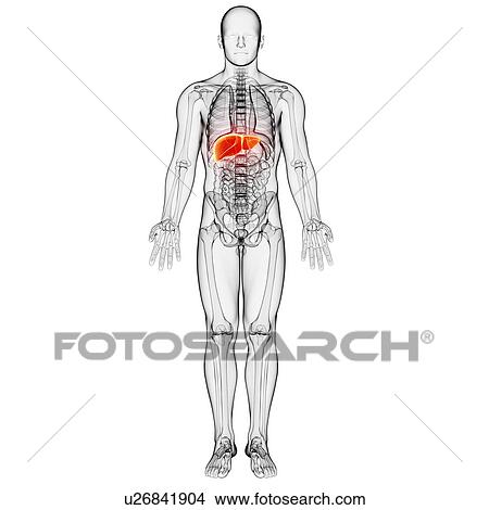 Stock Illustration - Male anatomy, artwork. Fotosearch