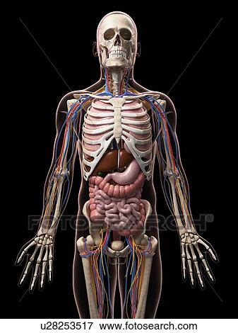 Stock Illustration - Male anatomy, artwork. Fotosearch