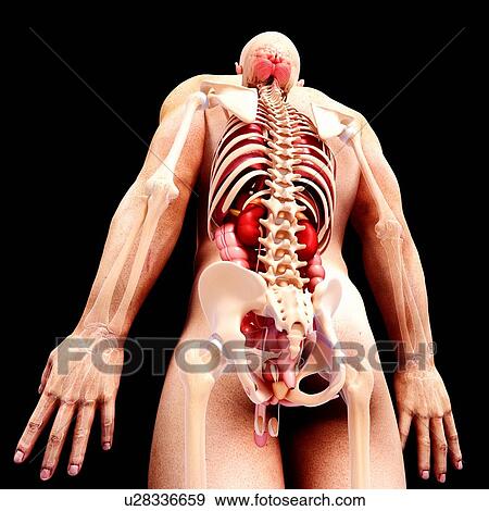 Male anatomy, artwork View Large Illustration Stock Illustration - Male anatomy, artwork. Fotosearch