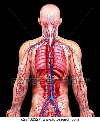 Stock Illustration - Male anatomy, artwork. Fotosearch